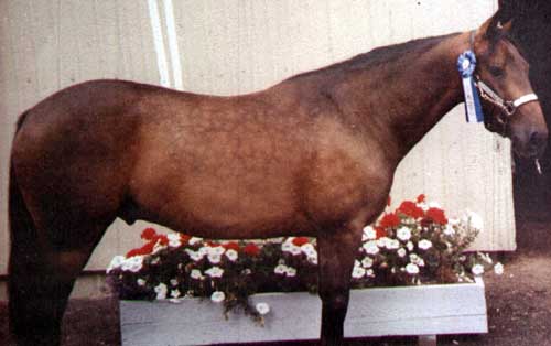 Treveso Azteca Horse